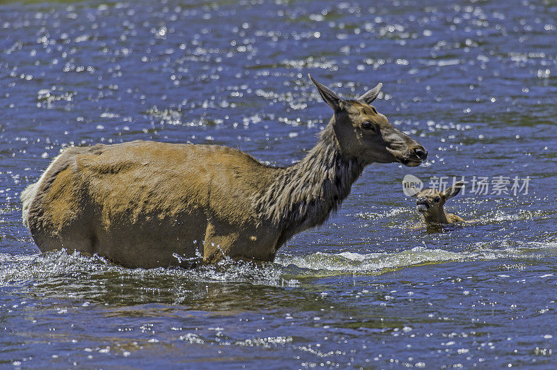 麋鹿(Cervus canadensis)是麋鹿科或鹿科最大的物种之一。黄石国家公园，怀俄明州。麋鹿妈妈和小鹿渡过麦迪逊河，看着小鹿安然无恙。